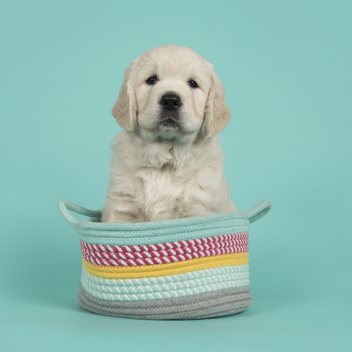 dog photo alpine seamless paper backdrop dog photo alpine seamless paper backdrop
